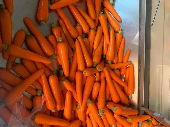 Strisce di Carote e Verdure Surgelate di Prima Qualità IQF